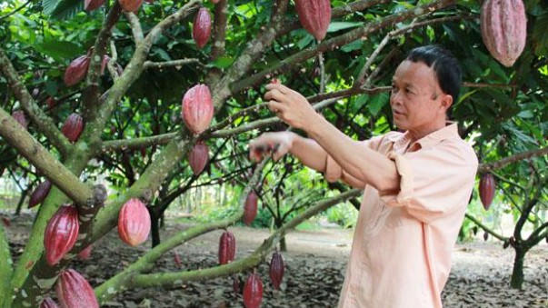 Phát triển các sản phẩm có nguồn gốc từ ca cao trên địa bàn tỉnh Đắk Lắk