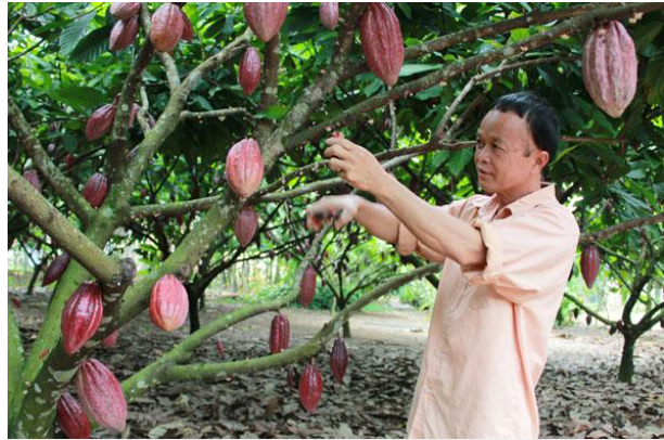 Phát triển các sản phẩm có nguồn gốc từ ca cao trên địa bàn tỉnh Đắk Lắk