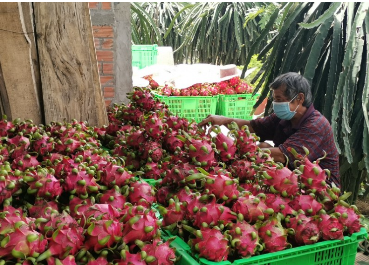 Thanh long chất lượng cao của Việt Nam được quốc tế quan tâm