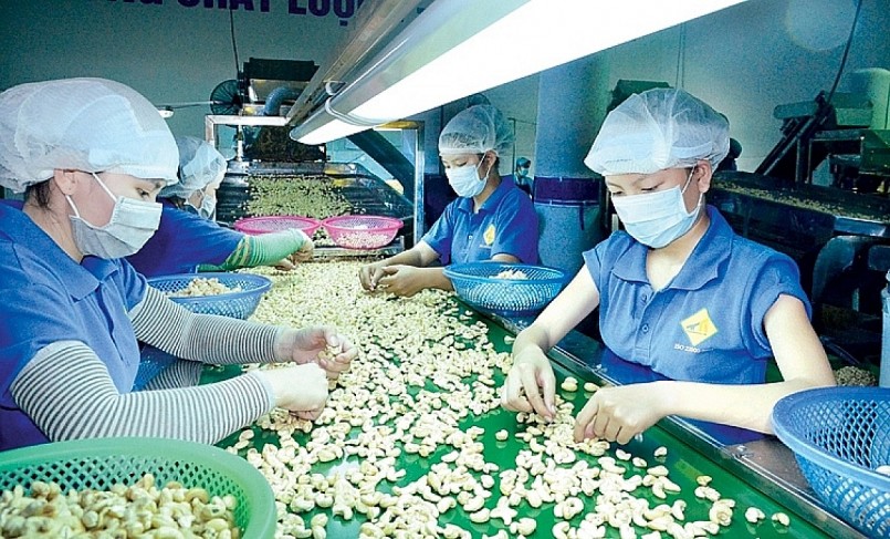Xuất khẩu hạt điều tiếp tục khởi sắc nhờ “đòn bẩy” EVFTA