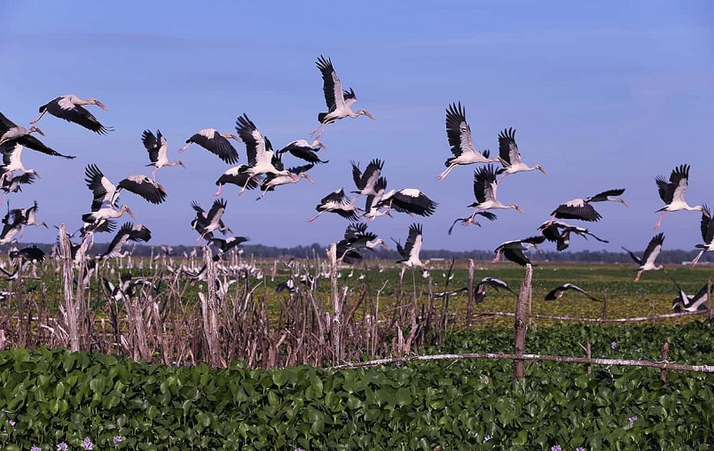 Thủ tướng Chính phủ chỉ thị một số nhiệm vụ, giải pháp cấp bách để bảo tồn các loài chim hoang dã, di cư tại Việt Nam.