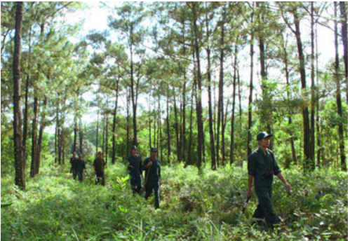 Ngăn chặn, xử lý nghiêm tình trạng phá rừng, lấn chiếm đất rừng