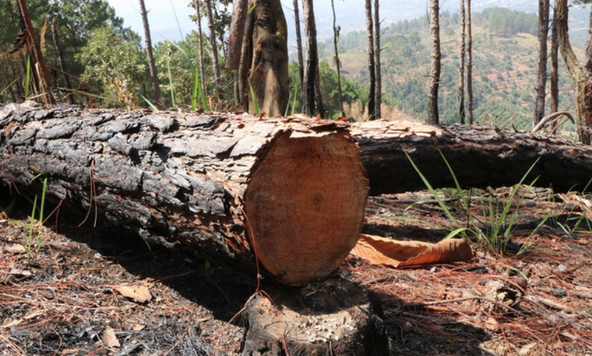 Thủ tướng Chính phủ yêu cầu các Bộ ngành, địa phương tăng cường công tác quản lý bảo vệ rừng, xử lý tình trạng phá rừng, lấn chiếm đất rừng trái pháp luật.