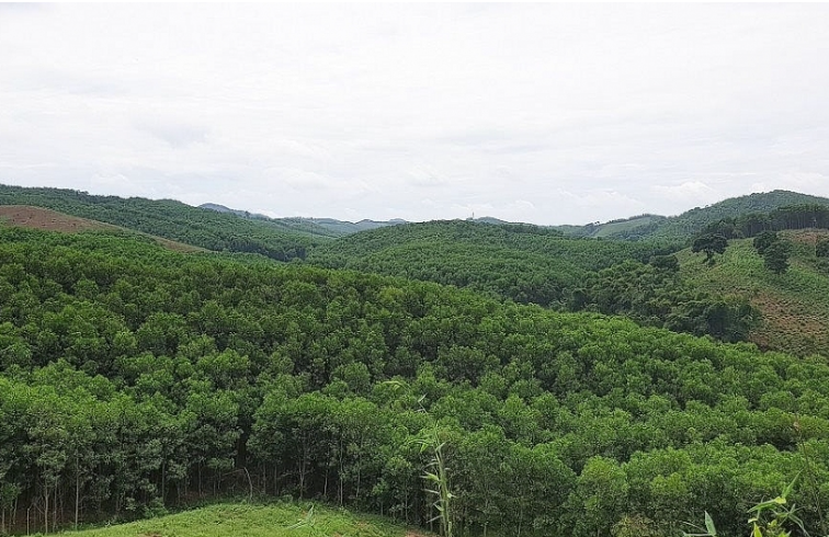 Thủ tục quyết định chủ trương chuyển mục đích sử dụng rừng sang mục đích khác thuộc thẩm quyền của Thủ tướng Chính phủ ủy quyền cho HĐND tỉnh Thanh Hóa và tỉnh Nghệ An.