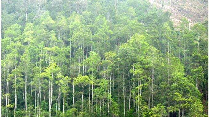 Đề xuất quy định thanh lý rừng trồng