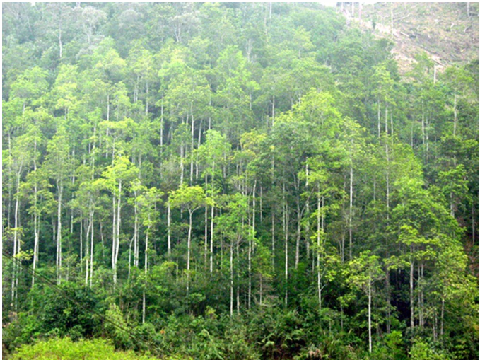 Đề xuất quy định thanh lý rừng trồng