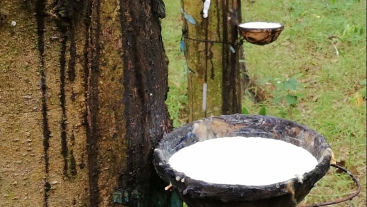 Giá cao su hôm nay 4/6: Tăng trở lại