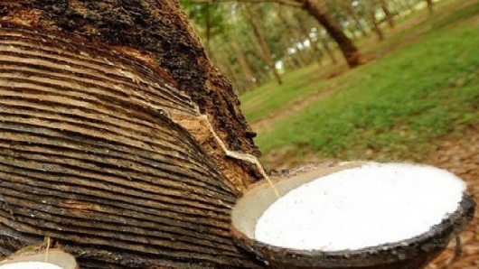 Giá cao su hôm nay 9/6: Tiếp tục đi xuống