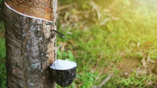 Giá cao su hôm nay 10/6: Đảo chiều tăng trở lại
