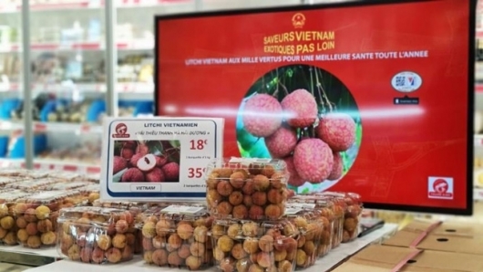 Vải thiều Thanh Hà bán giá 500.000 đồng/kg tại Pháp