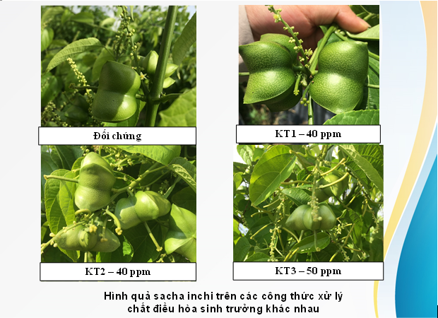 Một số kết quả nghiên cứu mới về cây Sacha inchi tại một số tỉnh Nam Bộ