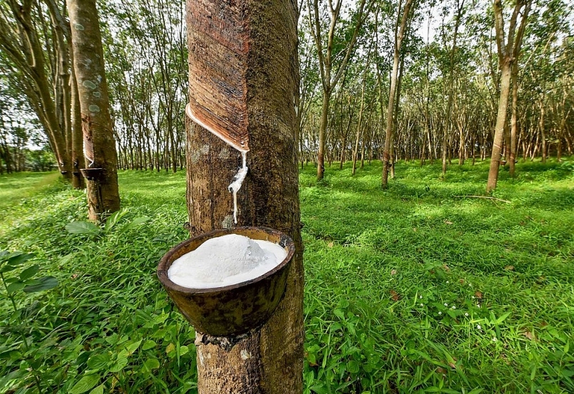 Giá cao su hôm nay 26/6: Giữ đà tăng