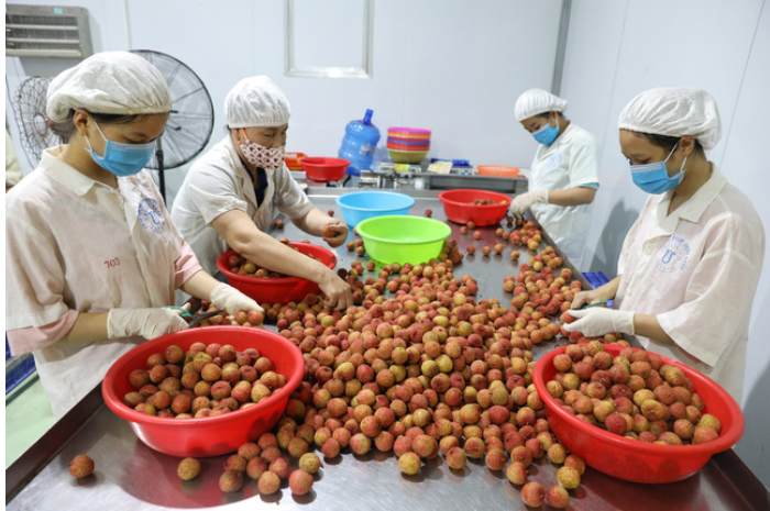 Dây chuyền chọn lọc từng quả vải đủ chất lượng thủ công tại Công ty CP XNK Thực phẩm Toàn Cầu, huyện Lục Ngạn (Bắc Giang). 