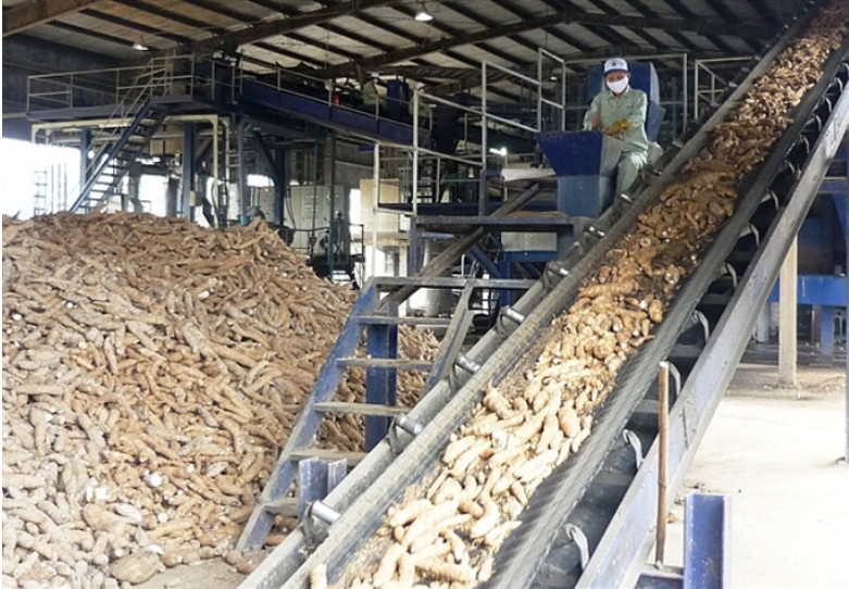 Dự báo thời gian tới xuất khẩu sắn và các sản phẩm từ sắn sẽ tiếp tục tăng nhờ nhu cầu của Trung Quốc vẫn cao. 