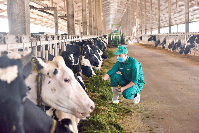 Vinamilk Green Farm – Một dấu ấn rõ nét của ngành sữa việt nam hành trình phát triển bền vững