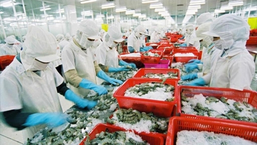Xuất khẩu tôm sang Trung Quốc tăng trưởng mạnh mẽ