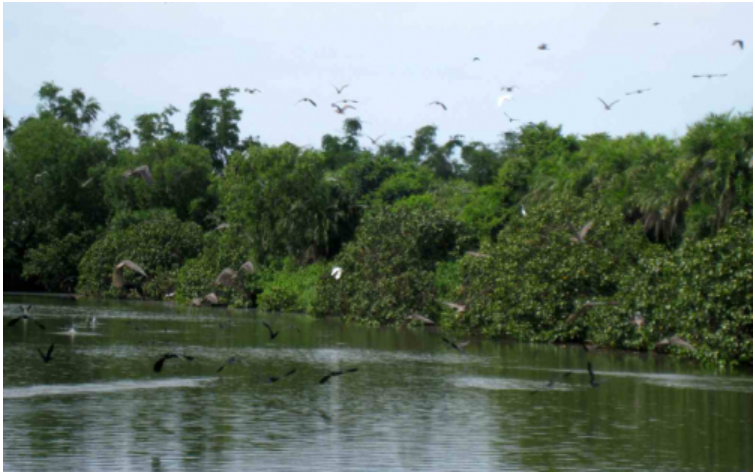 Bạc Liêu: Bảo vệ rừng theo hướng bảo tồn đa dạng sinh học kết hợp du lịch sinh thái