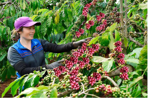 Xuất khẩu cà phê Việt niên vụ 2021/22: Nhìn thẳng vào vấn đề