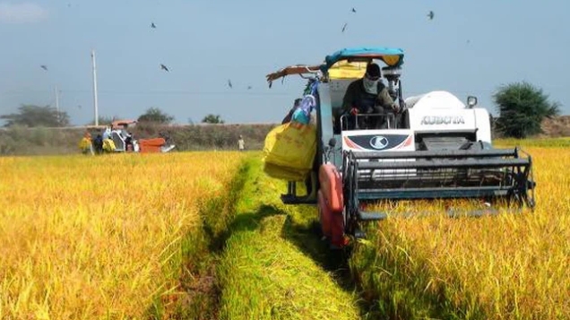 Đề xuất Chính phủ cho phép thu mua tạm trữ lúa Hè thu