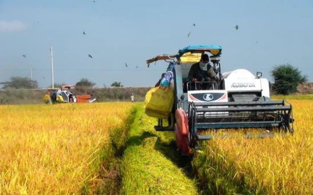Đề xuất Chính phủ cho phép thu mua tạm trữ lúa Hè thu