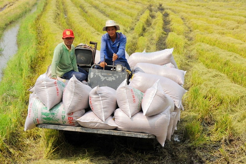 Bộ Công Thương kiến nghị Chính phủ tạo thuận lợi tiếp cận nguồn vốn thu mua thóc, gạo hàng hoá