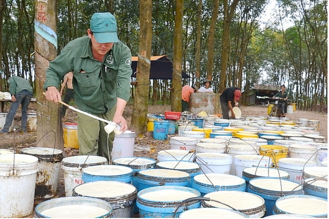 Việt Nam là thị trường cung cấp cao su tự nhiên lớn thứ 4 cho Hoa Kỳ