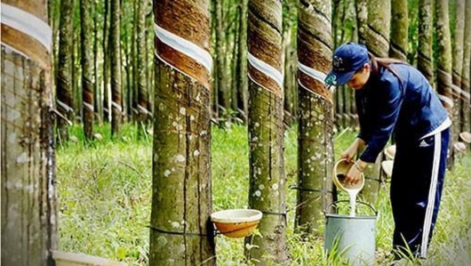 Giá cao su hôm nay 27/8: Sàn châu Á quay đầu giảm