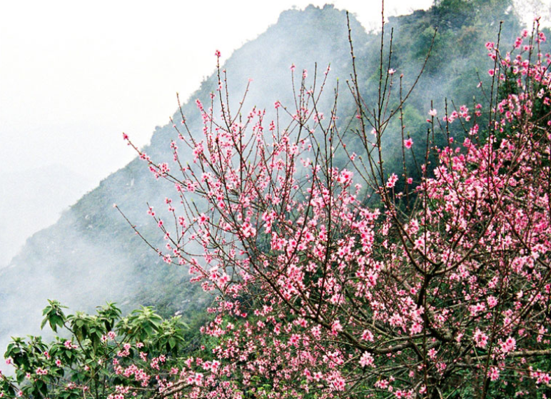 Cao nguyên Mộc Châu miền đất bốn mùa hoa nở