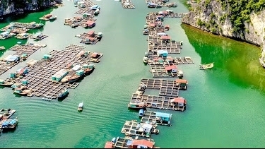 Quảng Ninh: Quy hoạch nuôi trồng thủy sản ngoài vùng lõi của Vịnh Hạ Long