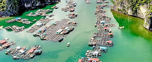 Quảng Ninh: Quy hoạch nuôi trồng thủy sản ngoài vùng lõi của Vịnh Hạ Long