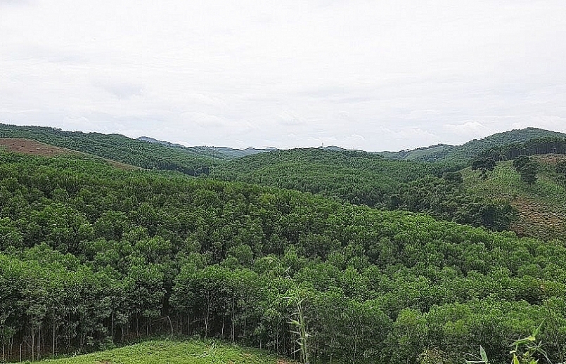 Lạng Sơn: Tăng cường quản lý, khai thác rừng trồng trên diện tích đất tranh chấp