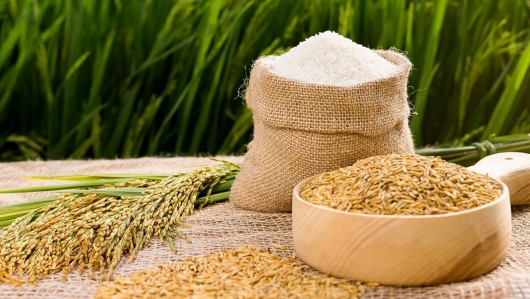 Giá gạo hôm nay 8/9: Giá gạo ổn định, lúa giảm mạnh