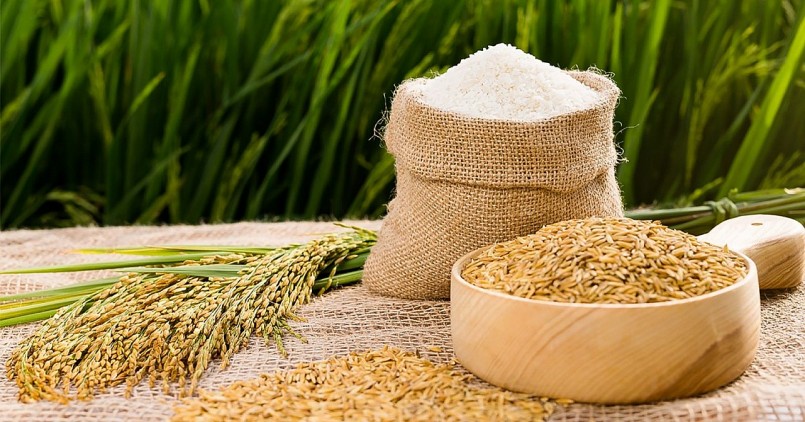 Giá gạo hôm nay 8/9: Giá gạo ổn định, lúa giảm mạnh