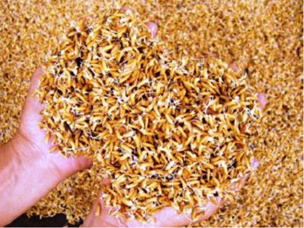 Đề xuất Chính phủ hỗ trợ 1.300 tỷ đồng mua lúa giống