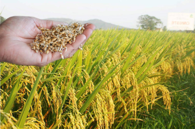 Đề xuất Chính phủ hỗ trợ 1.300 tỷ đồng mua lúa giống