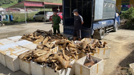 Bắt giữ trên 1 tấn sản phẩm động vật không rõ nguồn gốc tại Sơn La