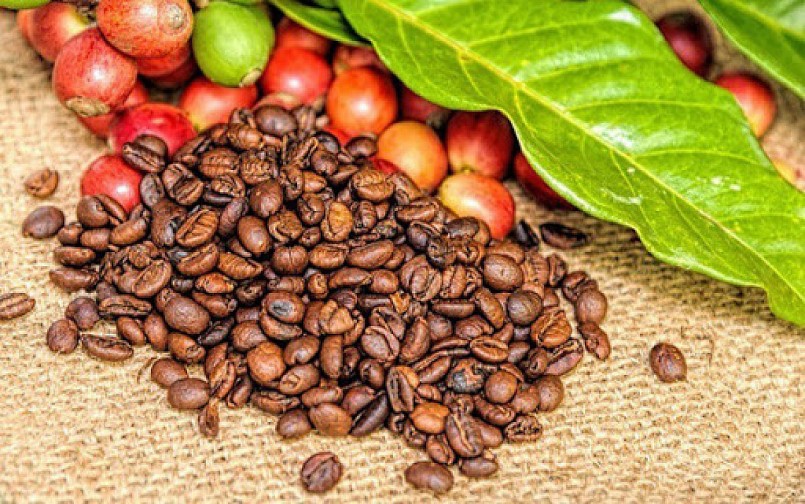 Giá cà phê được dự báo sẽ tăng mạnh trong thời gian tới
