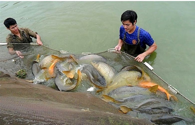 Hà Nội tiền hành rà soát mở rộng diện tích nuôi trồng thủy sản