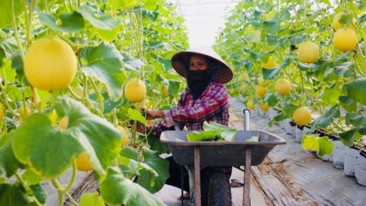 Hà Nội chủ động triển khai các giải pháp tháo gỡ, không để đứt gãy sản xuất nông nghiệp