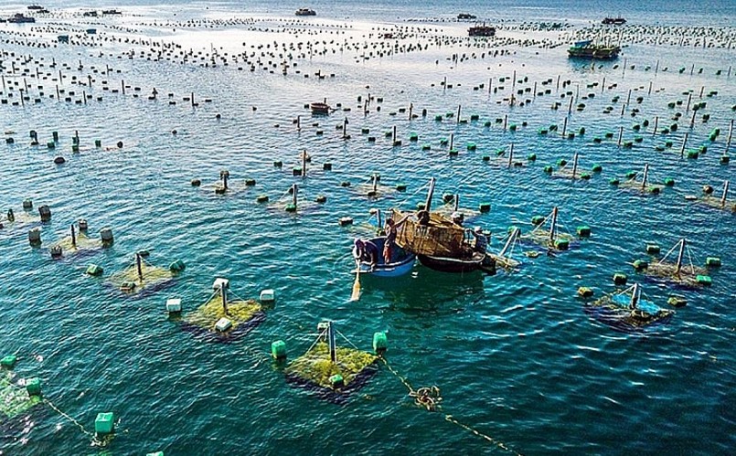 Chính phủ cho ý kiến về quy định cho thuê khu vực biển để nuôi trồng thủy sản