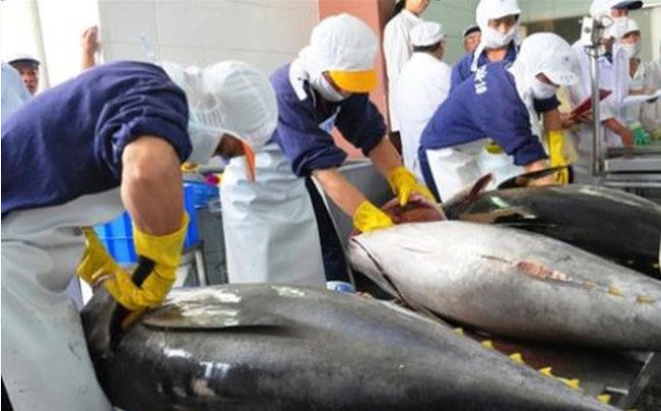 Xuất khẩu cá ngừ sang các thị trường chính đồng loạt sụt giảm