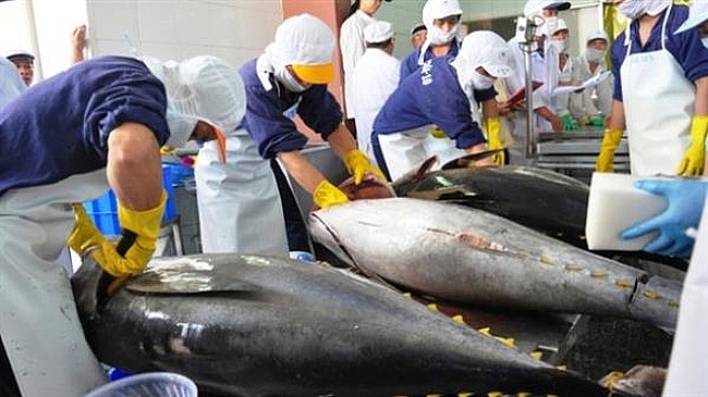 Kỳ vọng xuất khẩu cá ngừ sang EU đạt khoảng 123 triệu USD