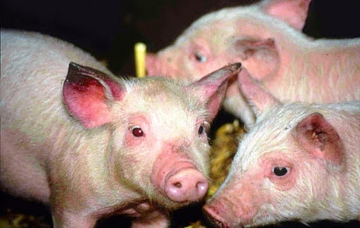 Xuất hiện ổ dịch tai xanh trên đàn lợn ở Hà Nam