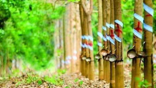 Cập nhật giá cao su hôm nay 16/10: Tăng nhẹ