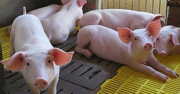 Giá thịt lợn hôm nay 16/10: Tiếp tục giảm ở miền Nam