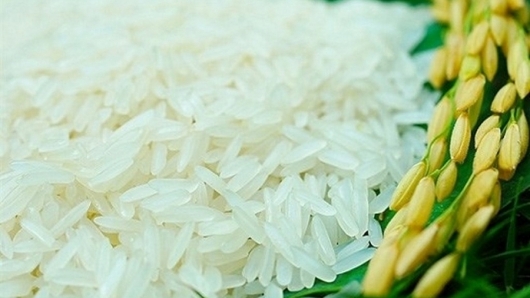 Cập nhật giá gạo hôm nay 18/10: Thị trường gạo sôi động trở lại