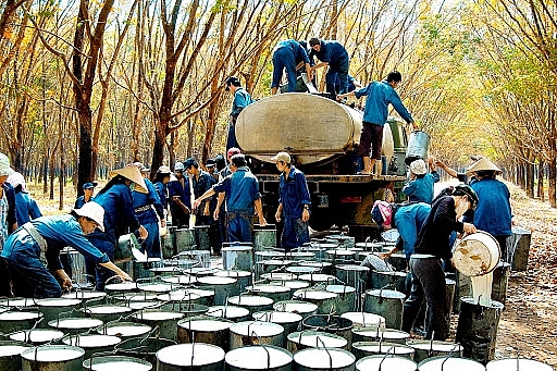 Cập nhật giá cao su hôm nay 28/10: Duy trì ở ngưỡng cao