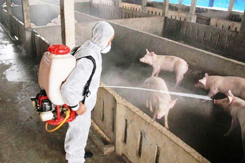 Hà Nội: Tập trung chỉ đạo kiểm soát bệnh dịch tả lợn châu Phi tái phát, lây lan diện rộng