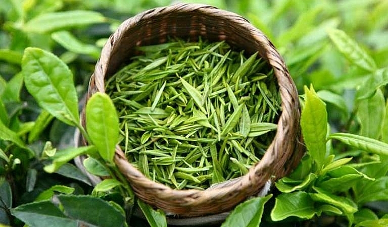 Lá trà xanh mang tới nhiều lợi ích bất ngờ cho sức khỏe, đặc biệt là giảm lượng cholesterol