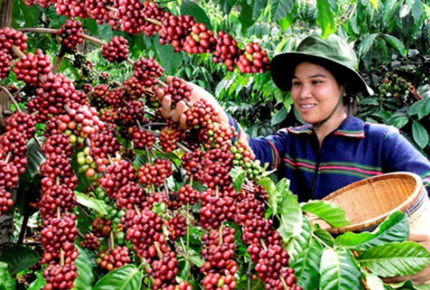 Nhiều dư địa cho cà phê Việt tại thị trường Bắc Âu
